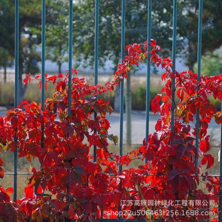 Climbing Vine Seedlings for Shade and Cooling, Wall Greening, Green Leaf Vines, Wooden Five-Leaf Ground Cover Seedlings for Climbing Outdoors