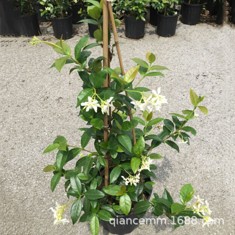 Outdoor Climbing Plant Windmill Jasmine Flower Potted Silver Jasmine Italian Stone Evergreen and Strong Fragrance All Year Round