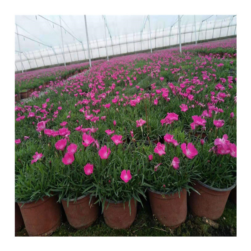European Dianthus Flower Potted Rainbow Dianthus Potted Plug Seedlings European Dianthus Seedlings Potted European Dianthus