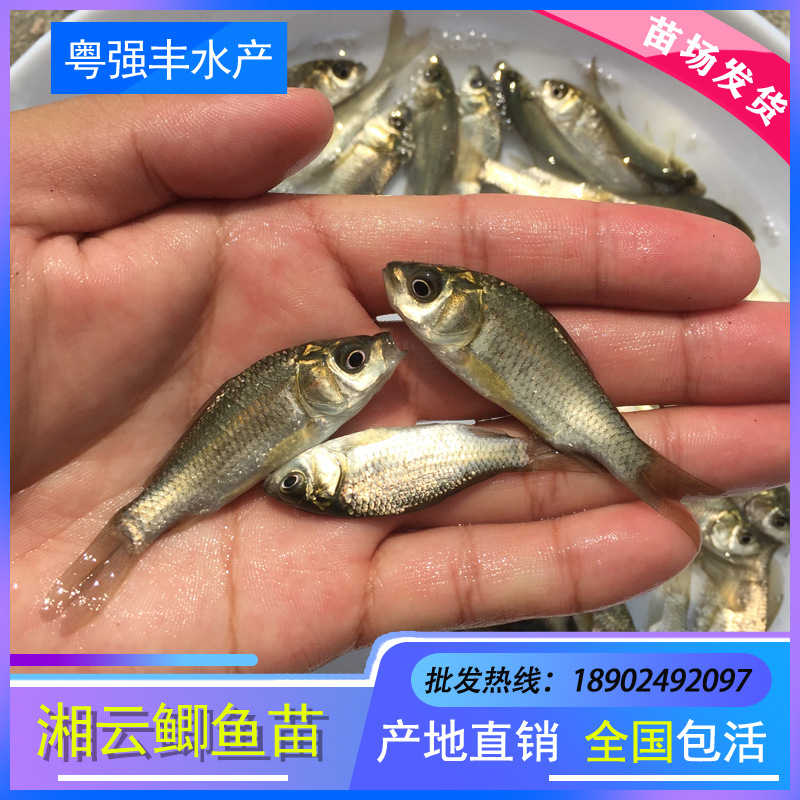 Gold Crucian Carp Fry Wholesale High-Quality Engineering Crucian Carp Fry for Sale Triple Xiangyun Crucian Carp Fry Supply