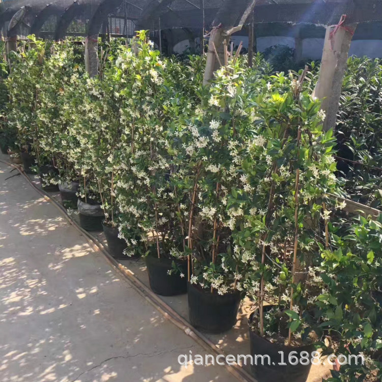 Вьющиеся растения на открытом воздухе, цветы жасмина, горшечный серебряный жасмин, итальянский камень, вечнозеленый и сильный аромат круглый год