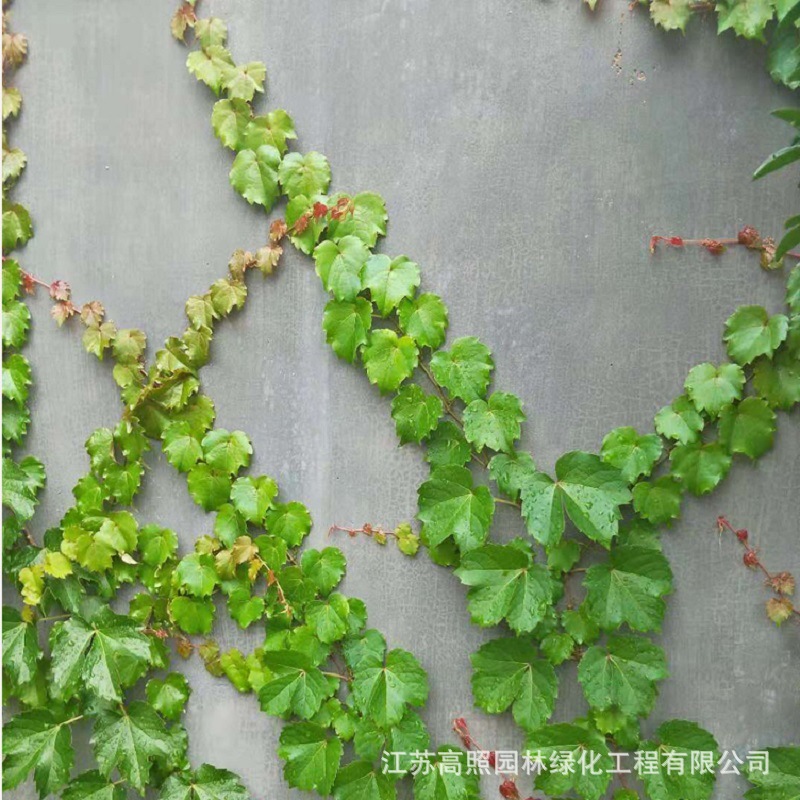 Climbing Vine Seedlings for Shade and Cooling, Wall Greening, Green Leaf Vines, Wooden Five-Leaf Ground Cover Seedlings for Climbing Outdoors