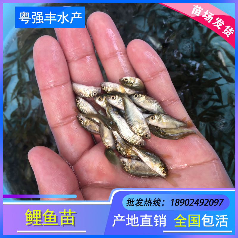 Seedling Farm Direct Supply of Light Live Water Carp Seedlings Fish Pond Breeding Xiangyun Carp Seedlings Wholesale