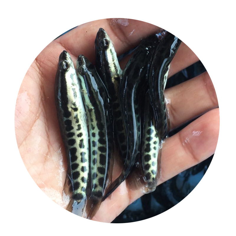 Black Fish Fry Wholesale Live Freshwater Cultured Raw Fish Fry Black Carp Ornamental Fish Fry Domesticated Black Fish Fry Supply
