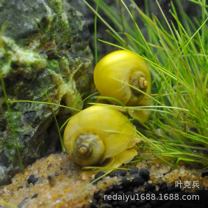 Tropical Snail Ornamental Snail Grass Cylinder Algae Snail Gold Snail Black Purple Snail Algae Snail