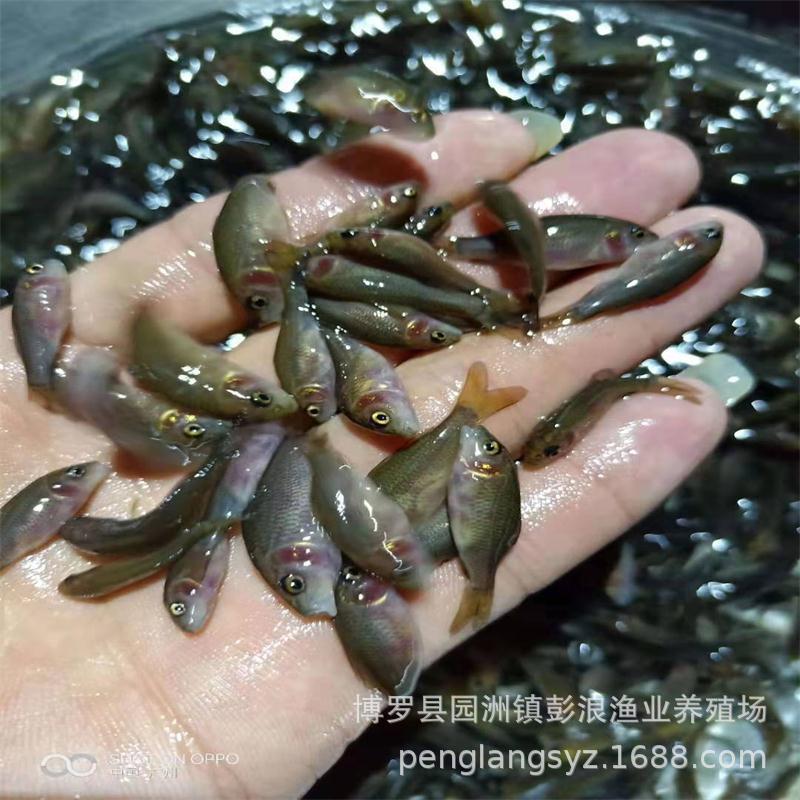 Hehua Carp Fry, Rice Field Carp Fry, Hehua Black Carp Fry, Carp Fry, Phosphorus-Free Carp Fry, Lotus Carp