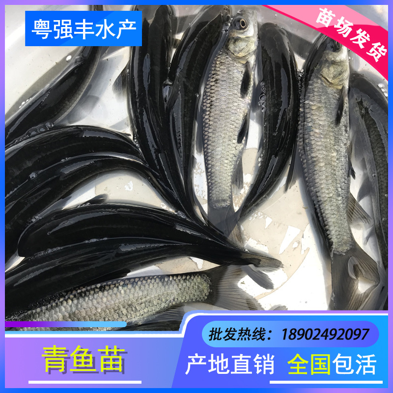 Seedling Farm Direct Supply of Herring Fry, Screw Fry, Black Grass Carp Fry, Snail Fry, Black Grass Carp Fry, Black Grass Carp Wholesale