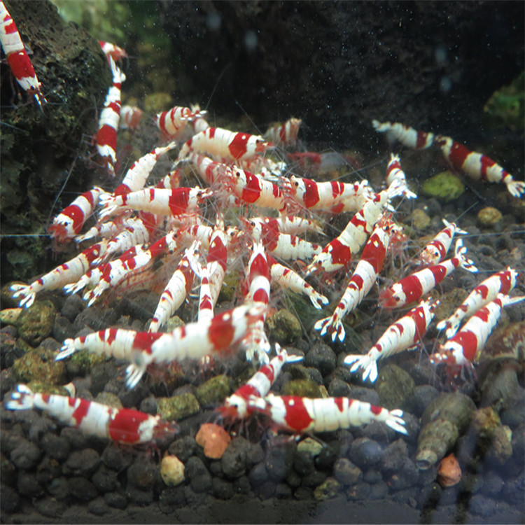 Fish tank aquarium ornamental shrimp malt fungus crystal shrimp grain malt fungus crystal shrimp grain shrimp 45g aquarium fish and shrimp grain