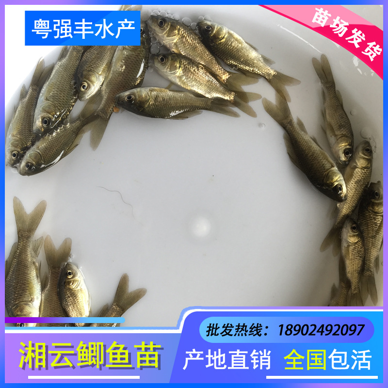 Gold Crucian Carp Fry Wholesale High-Quality Engineering Crucian Carp Fry for Sale Triple Xiangyun Crucian Carp Fry Supply