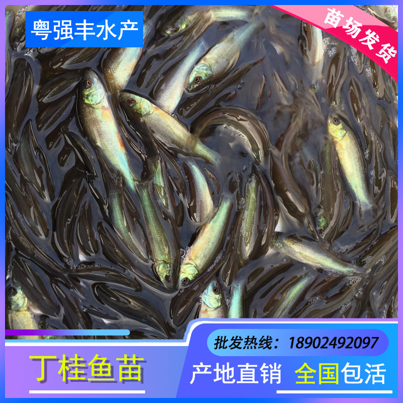 Seedlings Directly Supplied from Seedling Farms: Ding Gui, Xuyu, Ding Gui, Jin Sui, Ding Sui, Wholesale