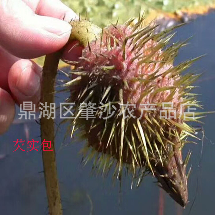 Directly Supplied from the Place of Origin, Zhaoqing Gorgon Rice Half Open 10-11cm 500g Chicken Head Rice Gorgon Rice Agricultural Products Large Quantity and Favorable