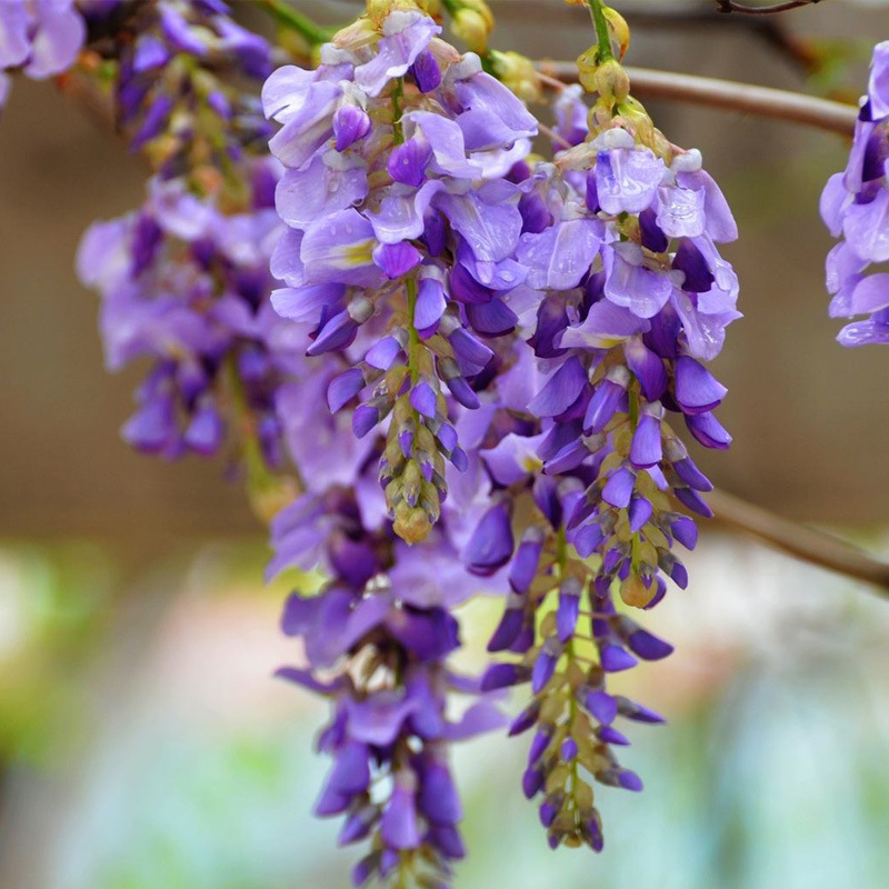 Multi-Flowered Wisteria Flower Seedlings Saplings Climbing Plants Potted Garden Wall Courtyard Climbing Plants Edible Purple Wisteria