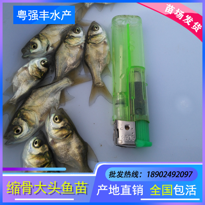 Bone-Shrinking Big-Headed Fish Fry, Bone-Shrinking Fish Fry, Bone-Shrinking Big-Headed Fish Fry, Artificial Freshwater Culture Wholesale