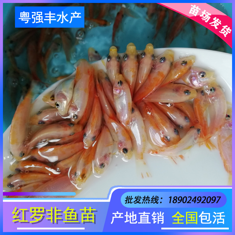 Fish Fry Directly Supplied to Red Tilapia Fry, Rainbow Bream Fry, Pearl Wax Fry, Live Freshwater Culture