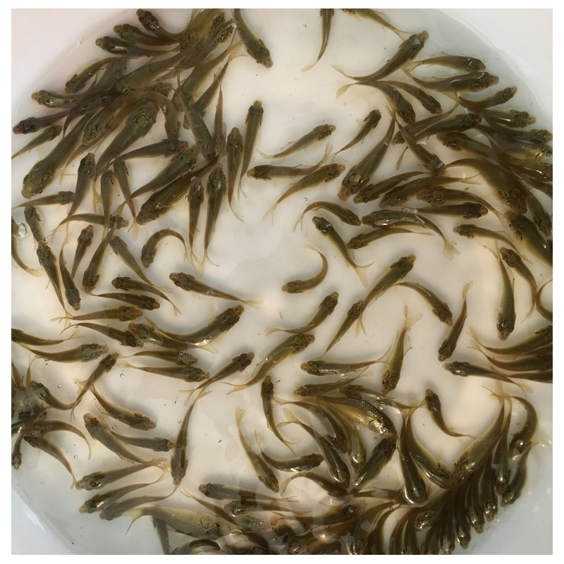 Seedling Farm Direct Supply of Light Live Water Carp Seedlings Fish Pond Breeding Xiangyun Carp Seedlings Wholesale