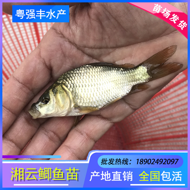 Gold Crucian Carp Fry Wholesale High-Quality Engineering Crucian Carp Fry for Sale Triple Xiangyun Crucian Carp Fry Supply