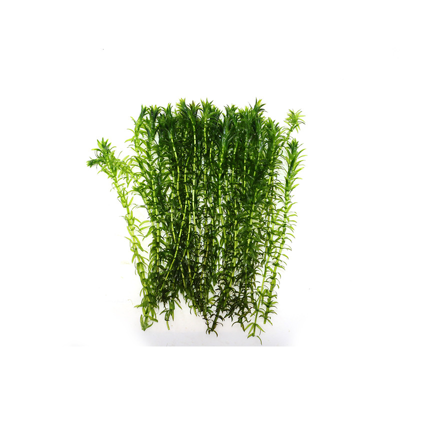 Cymbidium Lazy Aquatic Plants Live Back Scenery Grass Fish Tank Grass Tank Landscaping Stem Aquatic Plants Own Grass Field Straight Hair