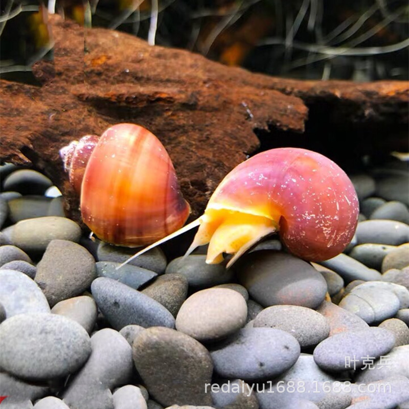 Tropical Snail Ornamental Snail Grass Cylinder Algae Snail Gold Snail Black Purple Snail Algae Snail
