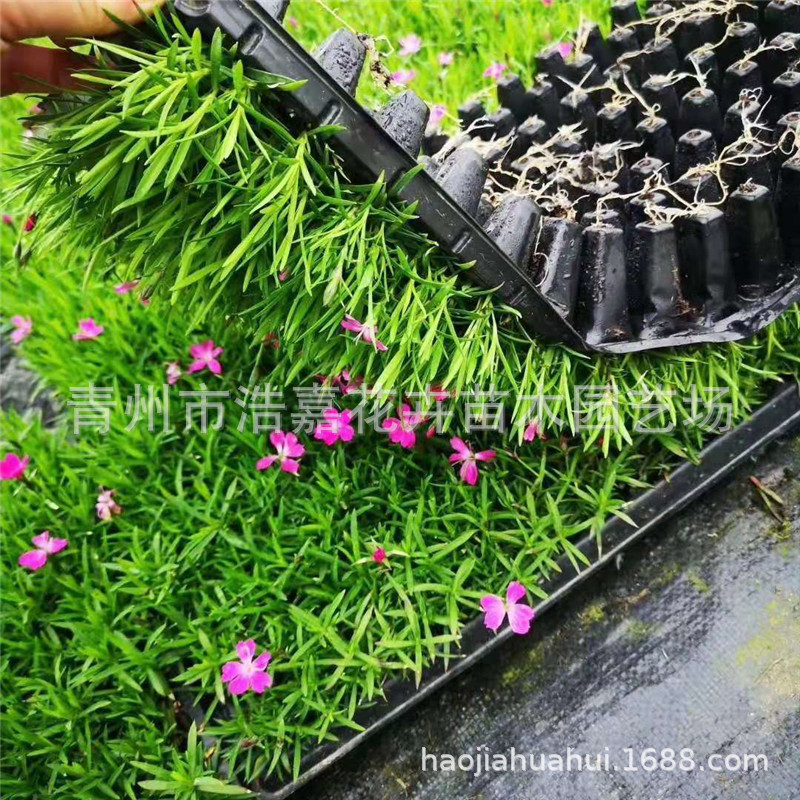 European Dianthus Flower Potted Rainbow Dianthus Potted Plug Seedlings European Dianthus Seedlings Potted European Dianthus