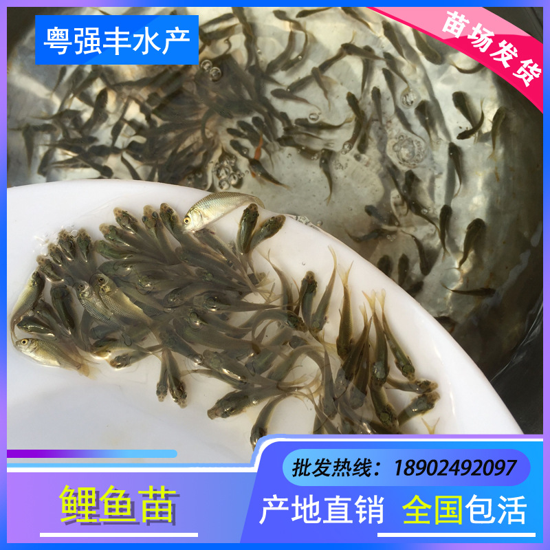 Seedling Farm Direct Supply of Light Live Water Carp Seedlings Fish Pond Breeding Xiangyun Carp Seedlings Wholesale