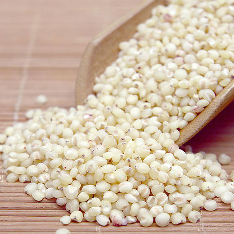 Wholesale fried white sorghum low temperature baking grain grain grinding raw material white sorghum bulk wholesale