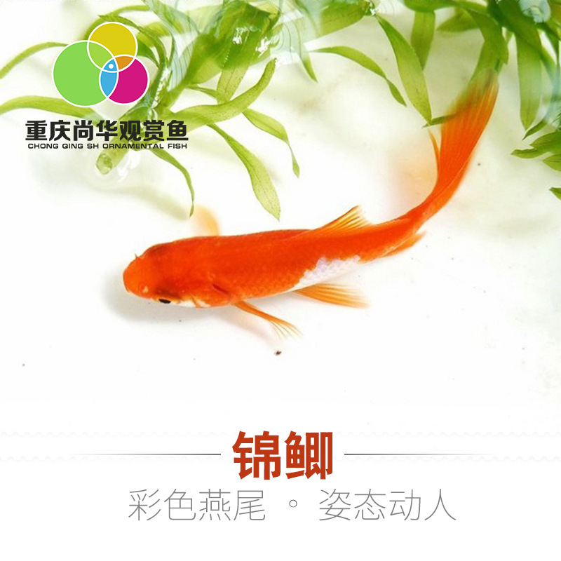 Shanghua Art pet/cold water ornamental fish/ornamental fish tank breeding/small red crucian carp/Small Brocade crucian carp/small grass goldfish living