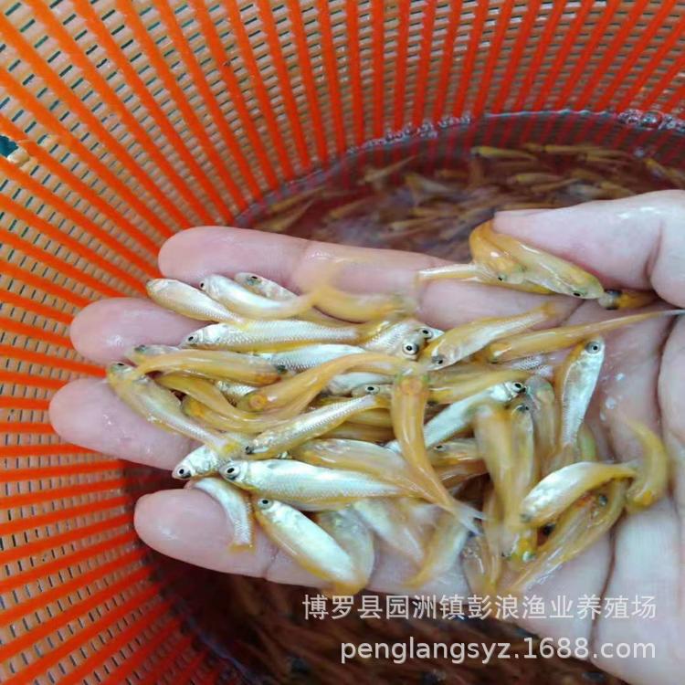 Golden Grass Carp Fry Nationwide Transport Package Live Golden Grass Carp Fry Freshwater Golden Grass Carp Fry