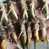 Wholesale Frozen Grasshoppers New Goods Native Grasshoppers Whole Box Commercial Spicy Fried Snacks Snacks Barbecue Special