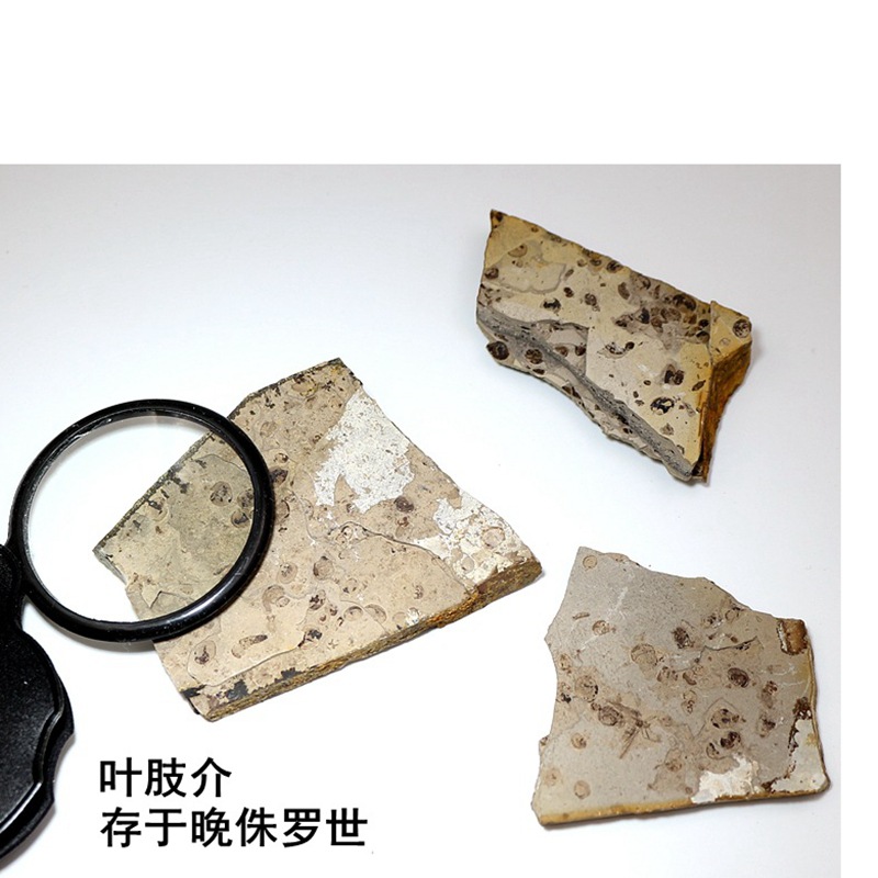 Даохугou Юрский период палеонтология ископаемый оригинальный камень лист конечность насекомое ископаемое детский геологический научный популяризация учебный образец