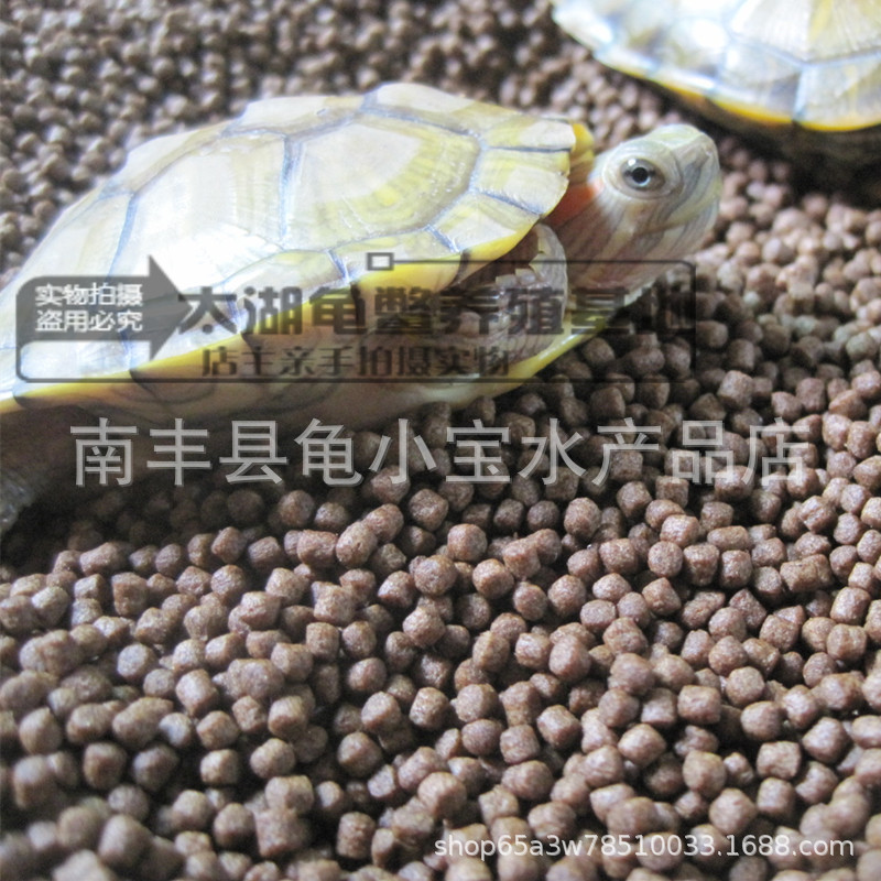 Turtle food turtle feed Brazil turtle turtle grass turtle Brazil turtle small crocodile turtle pet live crocodile Turtle Feed