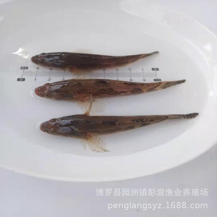 [Direct Supply from Seedling Farm] Bamboo Shell Fry 3-6cm Freshwater Cultured Local Hybrid Bamboo Shell Fry