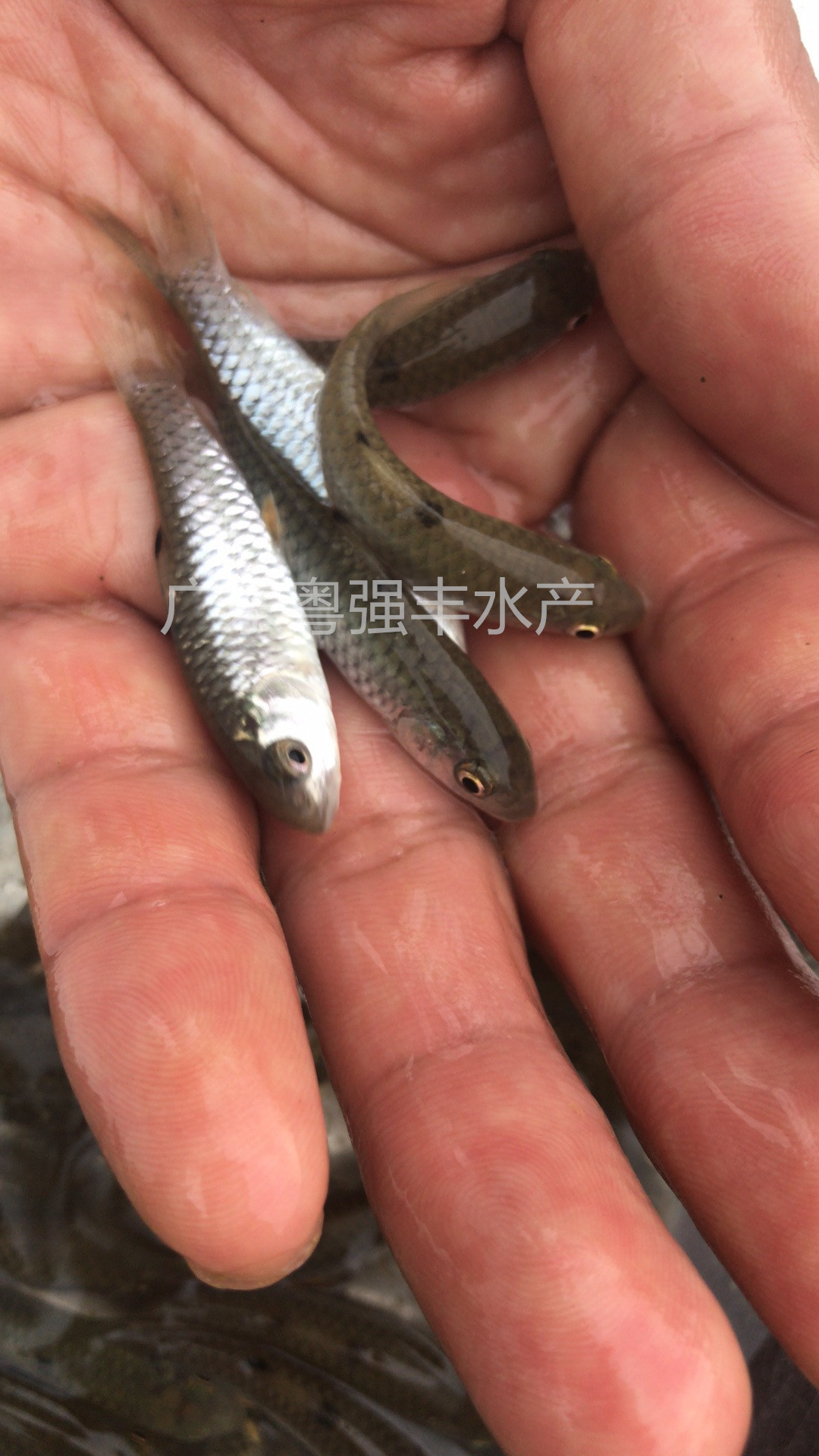 Seedling Farm Supplies Green Bamboo Catfish Fry, Aquaculture Army Fry for Sale, Freshwater Army Fry Live Supply