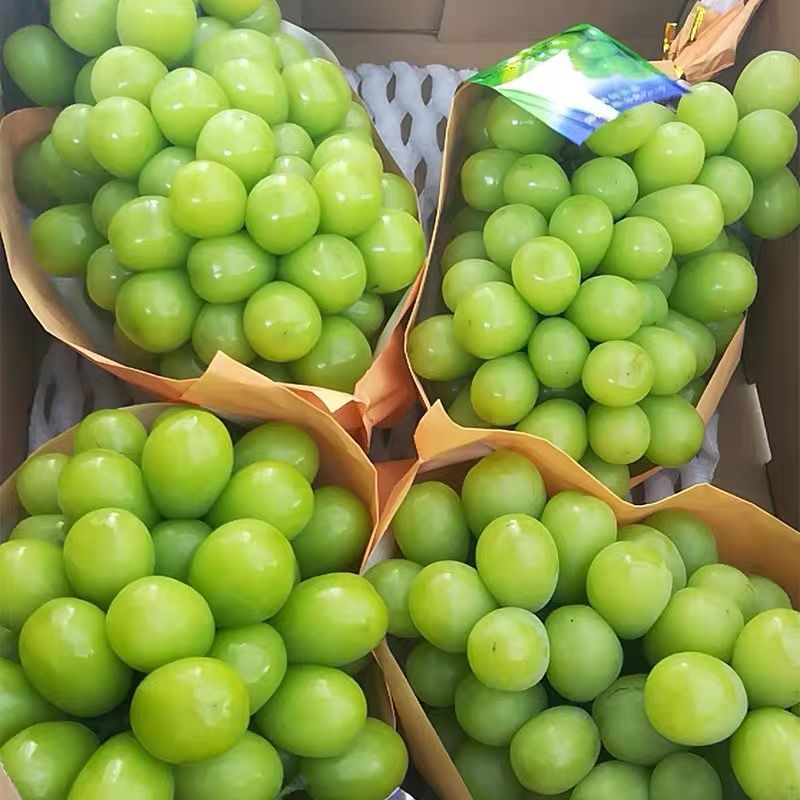 Sunshine Rose Grape Qingwang 1 Seed Green Grape Freshly Picked Fragrant Seasonal Fruit for Pregnant Women Wholesale by the Box