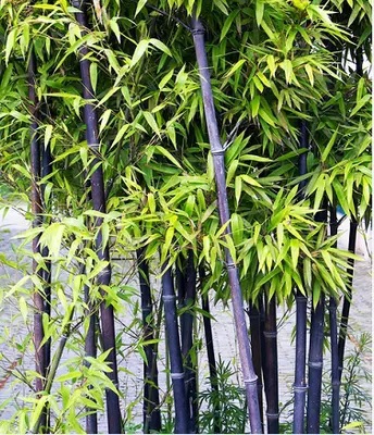 Bamboo, Purple Bamboo, Arhat Bamboo, House Courtyard Plant, Potted Wall, Evergreen and Frost-Resistant Green Plant in All Seasons, Large Quantity, Favorable Price