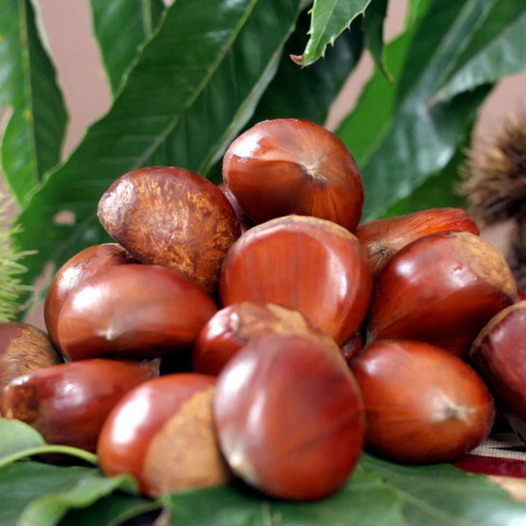 Free Shipping [Hot Sale] Freshly Picked Chestnuts Wholesale 3/5/ 5kg Vegetables and Dried Goods Wholesale