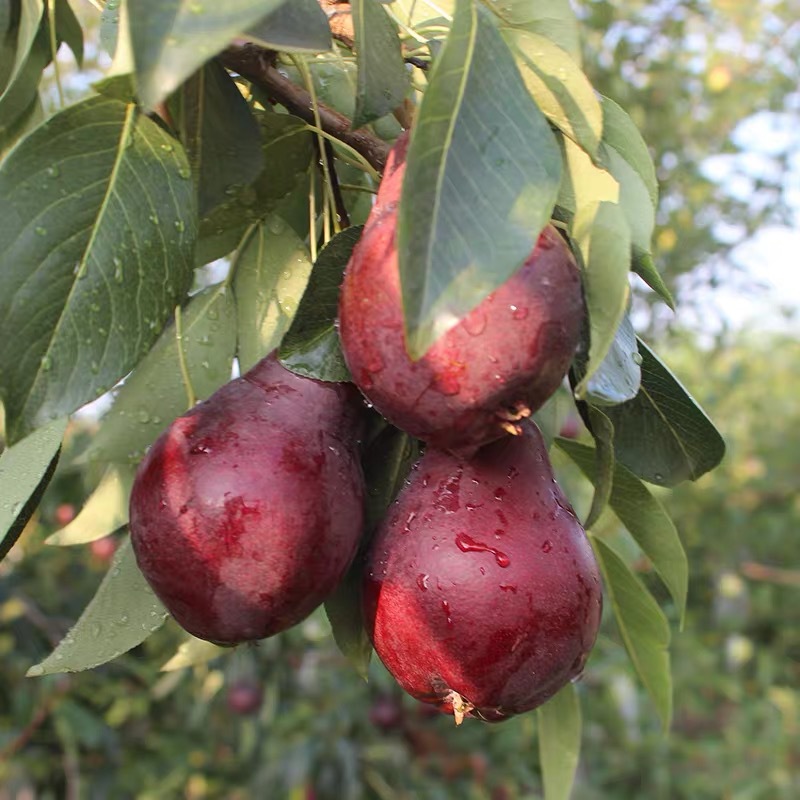 "Shaanxi Red Pear" Is a Fresh Red-Skinned Pear That Can Be Sucked When It Is Soft but Not Hard. 2.5kg Pears Are Seasonal Fruits