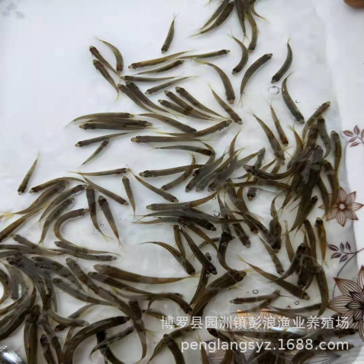 [Factory Direct Supply] Horse-Mouth Fish, Long-Fin Goby, Wide-Fin Goby Stream Fish, Live Fry, Cold Water Horse-Mouth Fish