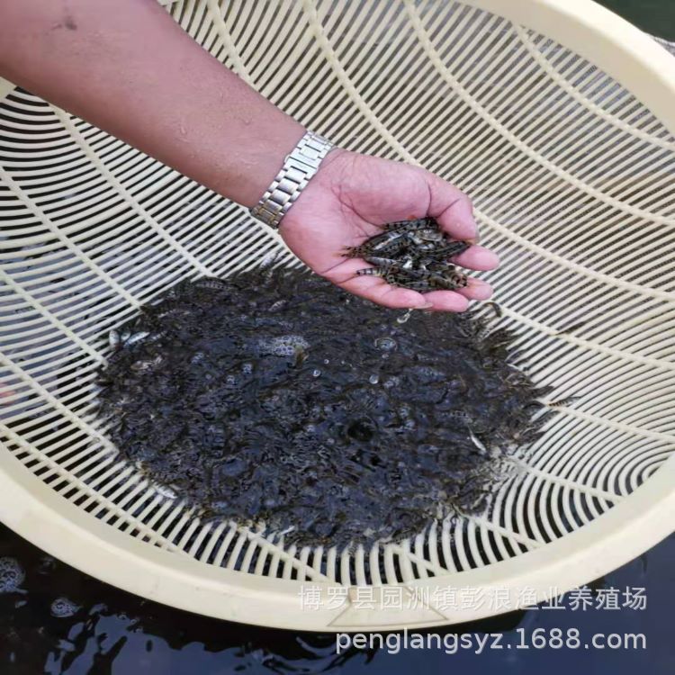 Light Lip Fry Grouper Freshwater Old Grouper Fish Fry Wholesale Freshwater Fish Fry Supply