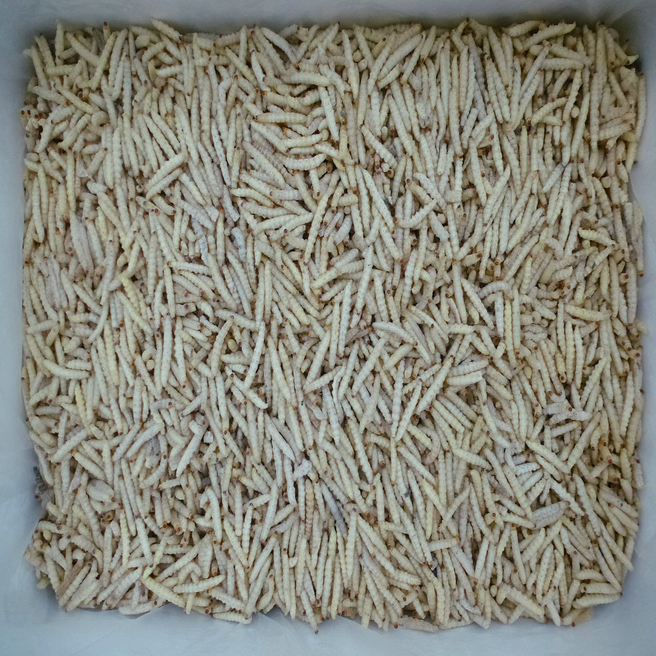 [Yujunlong] Bamboo Worm Quick-Frozen Ice-Free Bamboo Worm Frozen Product Wholesale Hotel Ingredients Large Supply