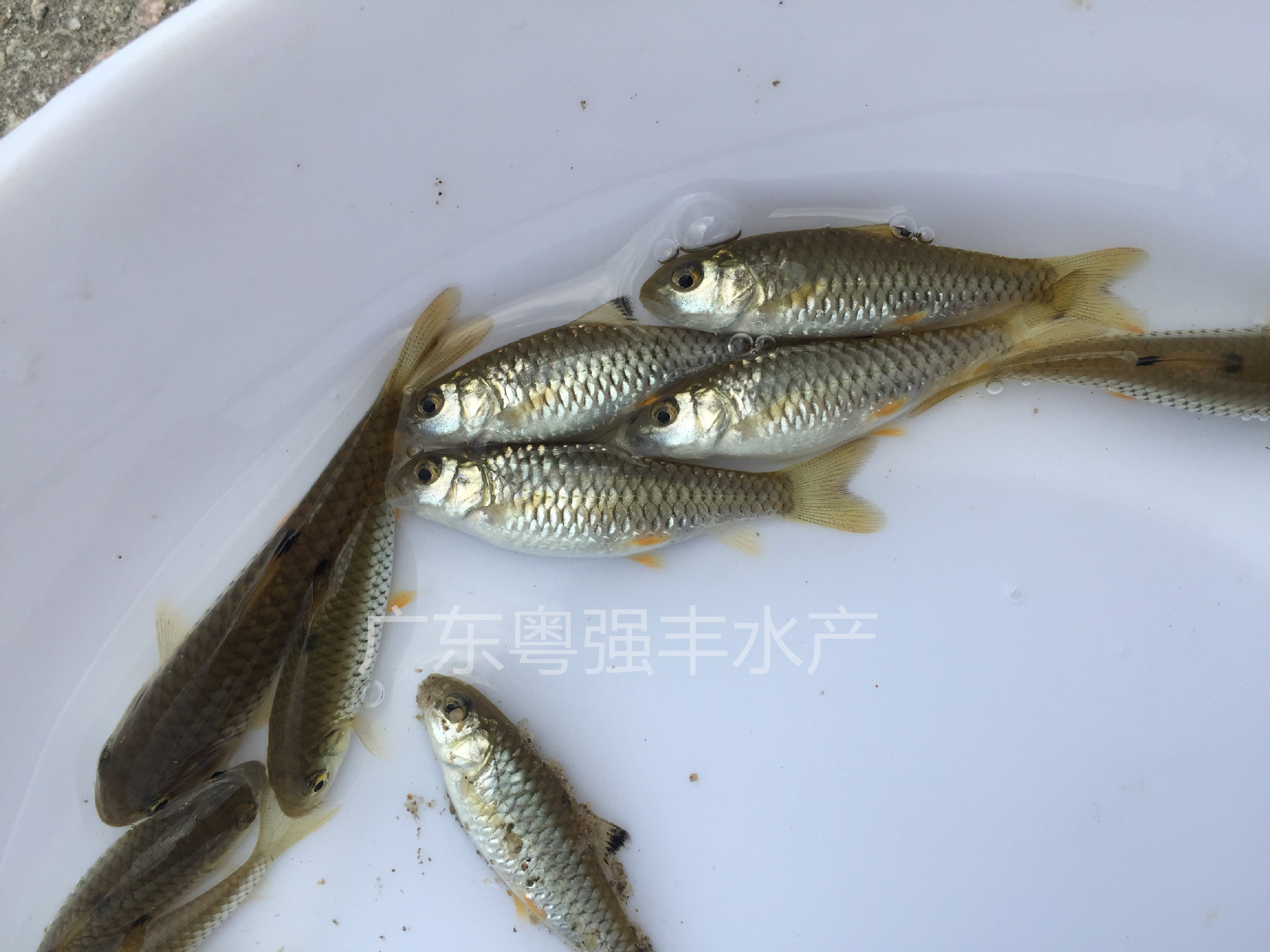 Seedling Farm Supplies Green Bamboo Catfish Fry, Aquaculture Army Fry for Sale, Freshwater Army Fry Live Supply