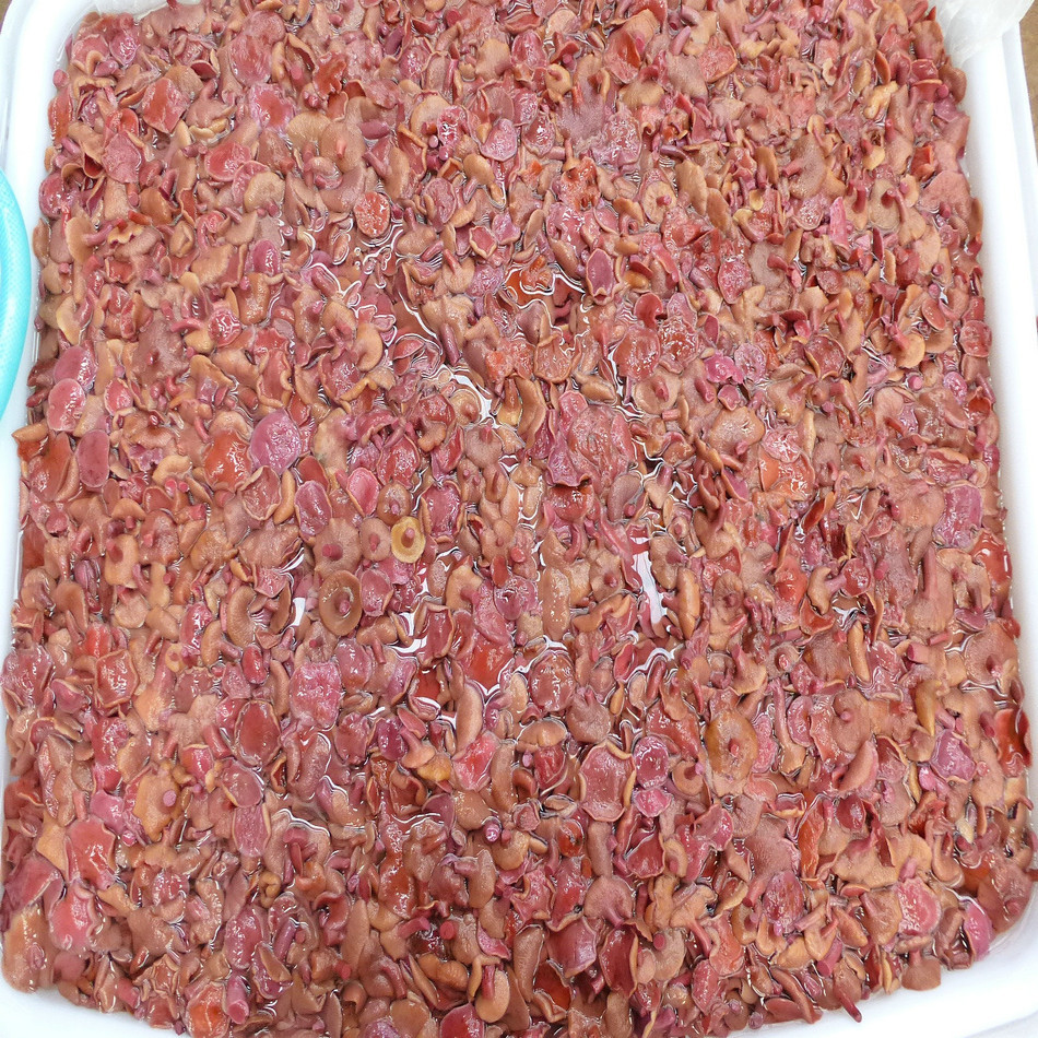 【Yujunlong】Red Milk Oyster Mushrooms, Salted Red Milk Oyster Mushrooms, Red Milk Mushrooms, Wild Yunnan Red Milk Oyster Mushrooms