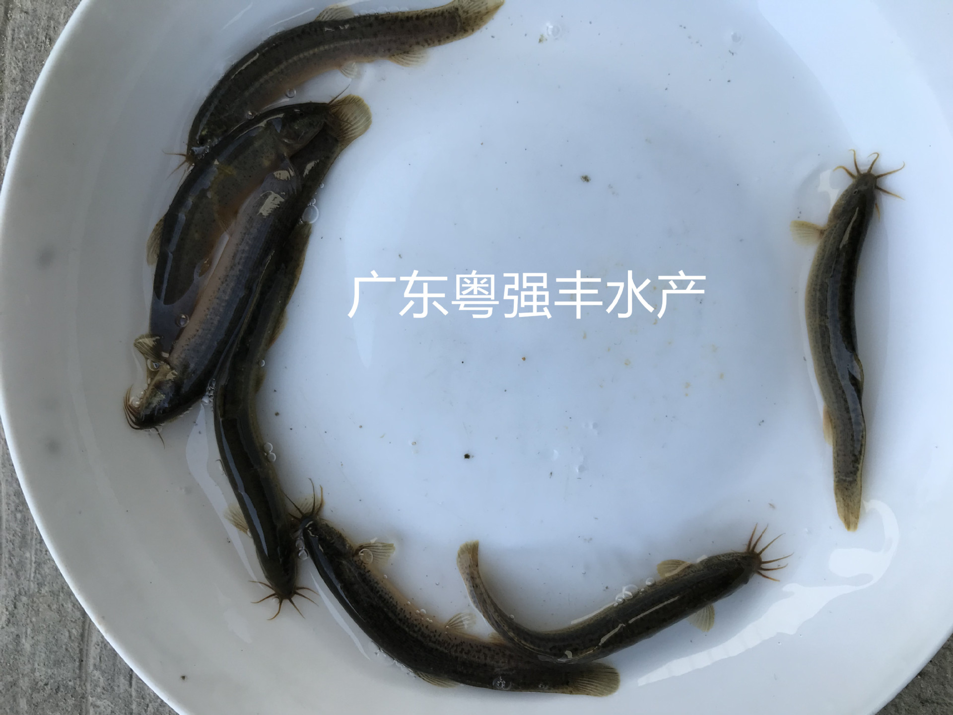 Taiwan Loach Fry Loach SeedlingsLoach Water Flower Loach                                                            Seed