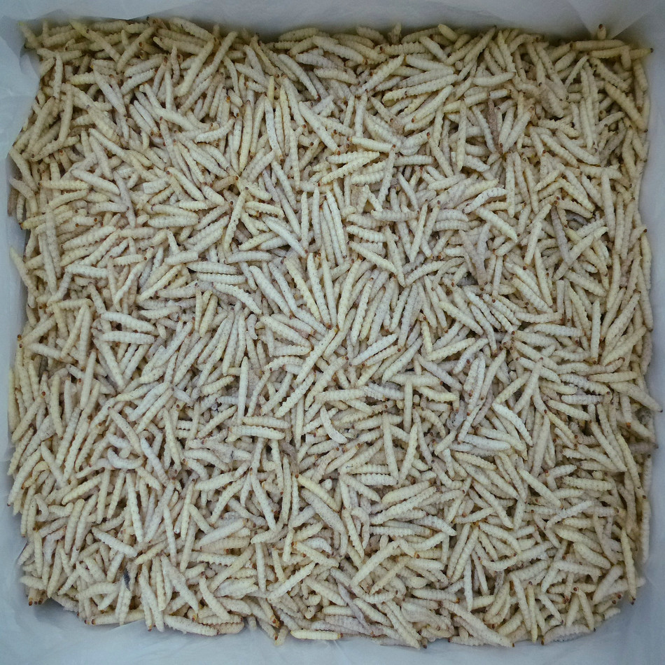 [Yujunlong] Bamboo Worm Quick-Frozen Ice-Free Bamboo Worm Frozen Product Wholesale Hotel Ingredients Large Supply