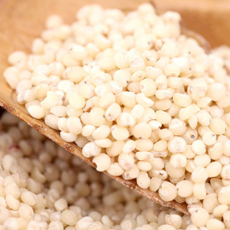 Wholesale fried white sorghum low temperature baking grain grain grinding raw material white sorghum bulk wholesale