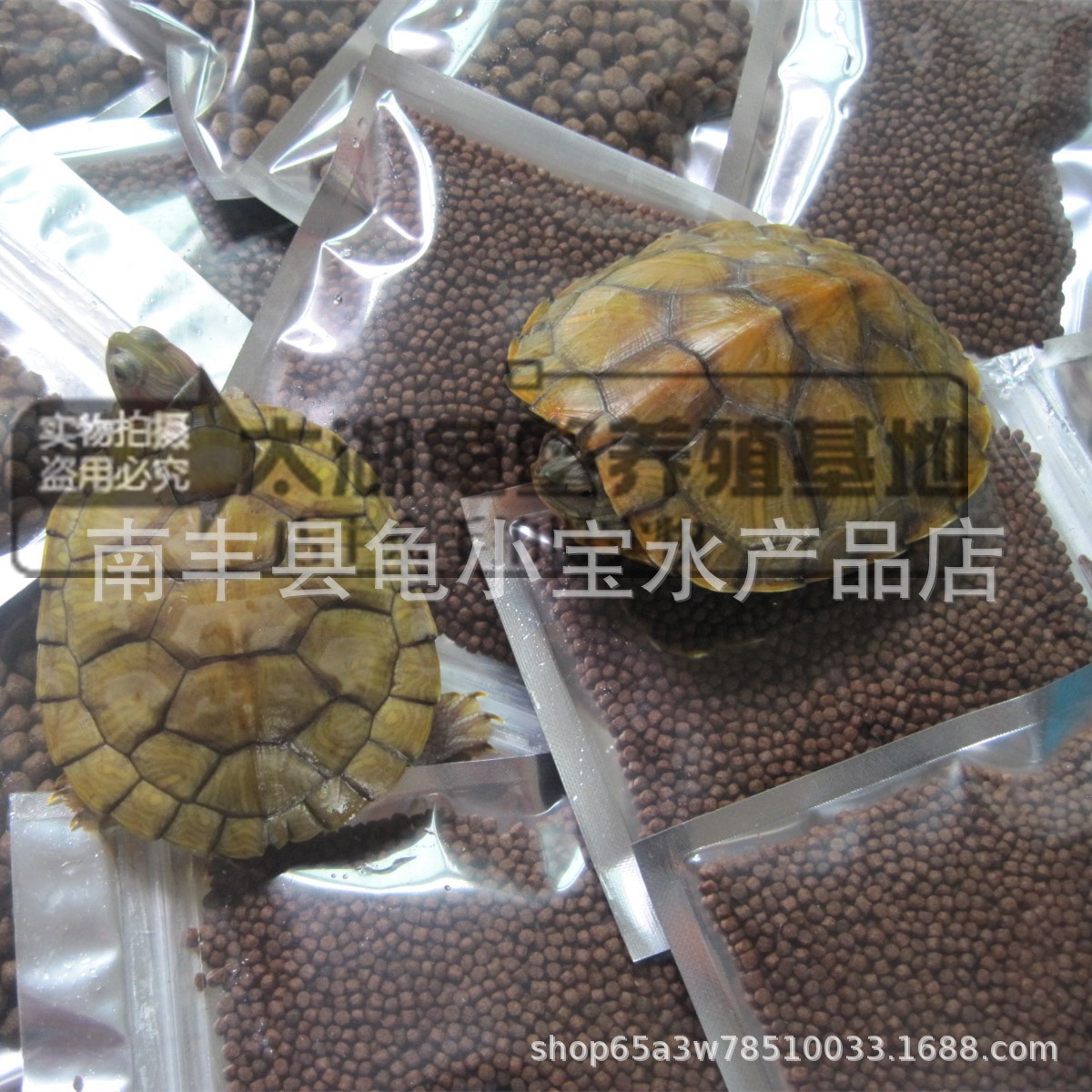 Turtle food turtle feed Brazil turtle turtle grass turtle Brazil turtle small crocodile turtle pet live crocodile Turtle Feed