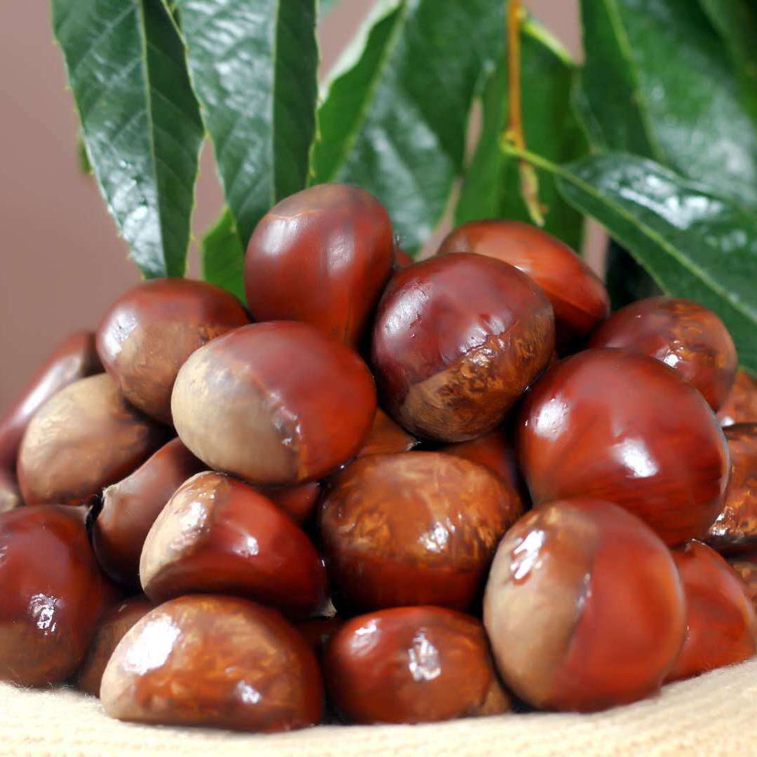 Бесплатная доставка [горячая распродажа] свежесобранные каштаны оптом 3/5/5кг овощи и сухие продукты оптом