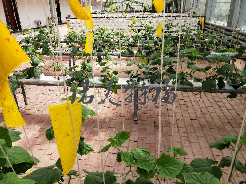 Agricultural 30×30×40 Soilless Cultivation Hydroponic Vegetable Planting and Seedling Rock Wool Plant Blocks for Soilless Cultivation
