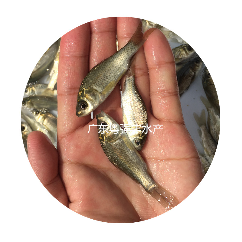 Gold Crucian Carp Fry Wholesale High-Quality Engineering Crucian Carp Fry for Sale Triple Xiangyun Crucian Carp Fry Supply