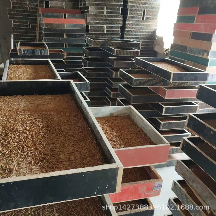 Supply export grade Tenebrio molitor dry hamster bird fish food feed small pet favorite