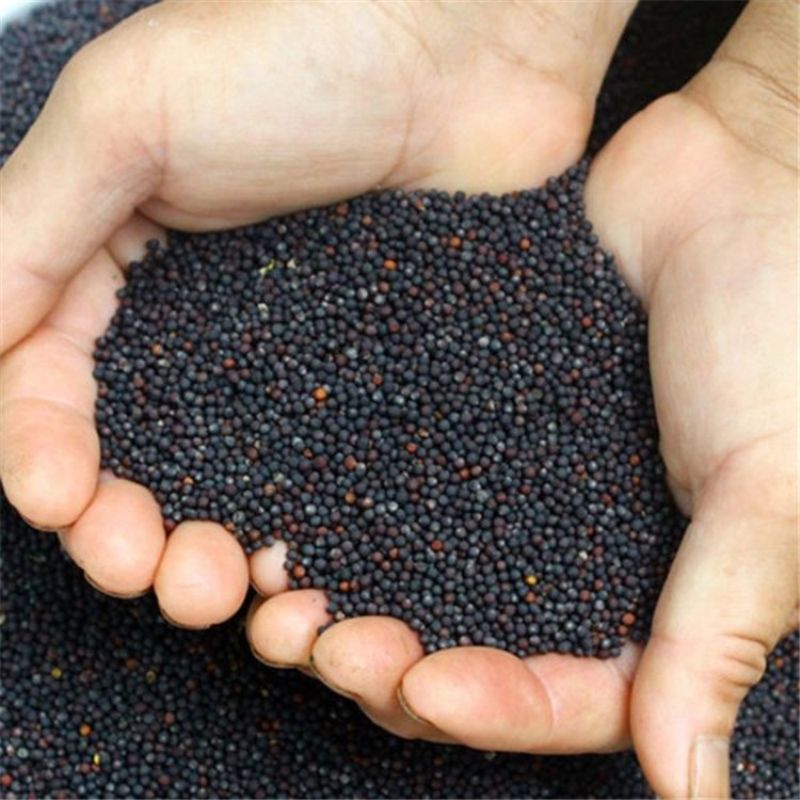 оптовая продажа масла из семян рапса, цветы рапса